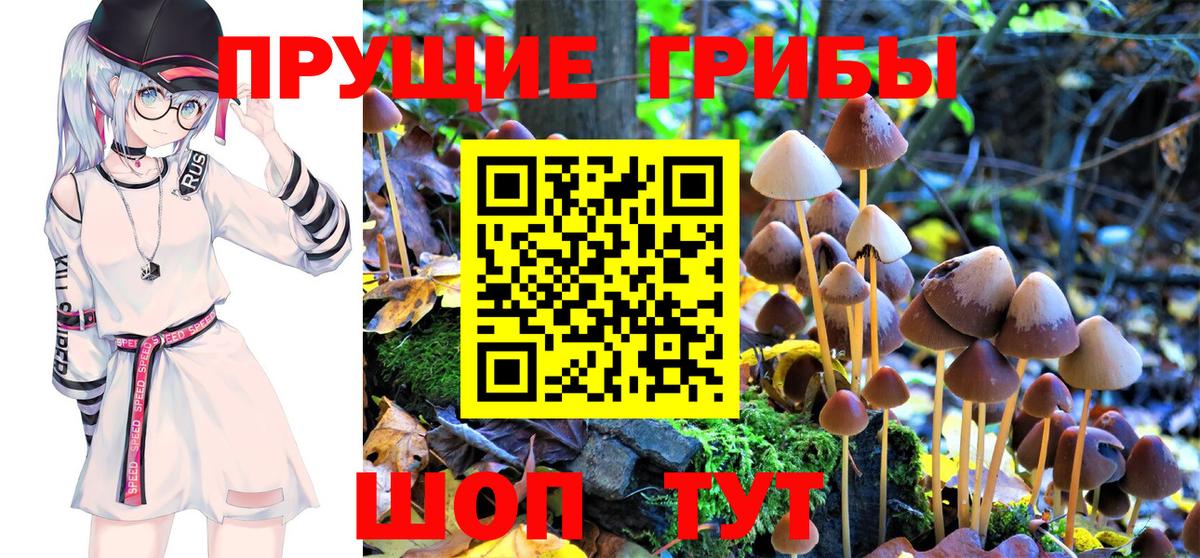 Псилоцибиновые грибы Psilocybine cubensis Нурлат